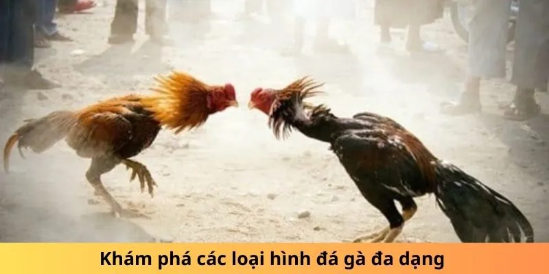 Khám phá các loại hình đá gà đa dạng 